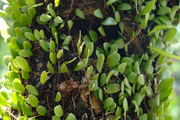 Pyrrosia piloselloides is one of several types of epiphytic ferns known as dragon scales, duduitan,...