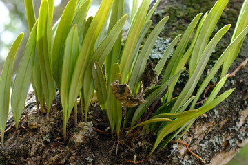 Pyrrosia piloselloides is one of several types of epiphytic ferns known as dragon scales, duduitan,...