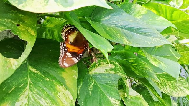 Butterfly of Hypolimnas bolina hanging upside down on leaf