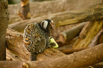 コモンマーモセット