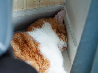 A close up of ginger and white cat sleeping peacefully in corner, showing its soft fur and relaxed...