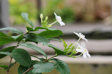白いセイロンライティアの花