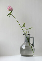 Minimalistic still life with red clover flower in vintage glass vase on light background.
