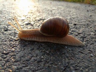 snail on the road