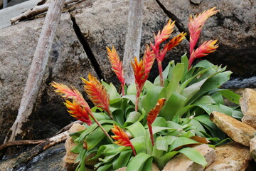 水辺のアナナス類