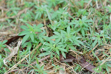 close up of marijuana cannabis