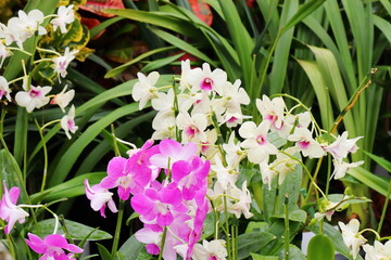 白い花とピンクの花を咲かせるデンドロビウム　ファレノプシス