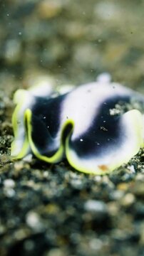 Vertical, Unique Black and White Flatworm: A Simple Beauty on the Seafloor