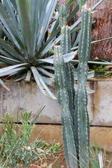 細長いハシラサボテン　鬼面角