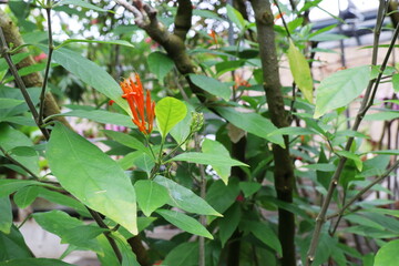 オレンジ色の細長い花を咲かせるジャスティシア　スピキゲラ