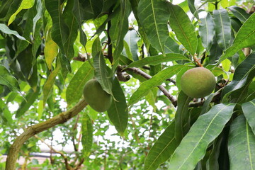 木になる未熟なマンゴーの実