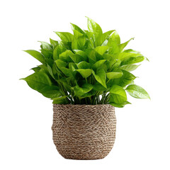 Naklejka premium Lush green pothos plant in a woven pot isolated on a transparent background