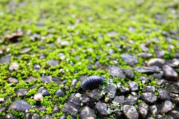 苔の生えた道路の上を歩くダンゴムシ