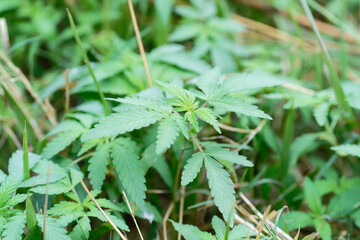 close up of marijuana cannabis