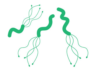 ヘリコバクター、ピロリ菌のイラスト（グラデーションカラー）