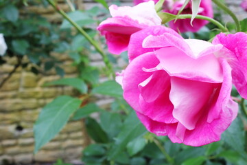 ピンク色の薔薇　ピンクアイスバーグ