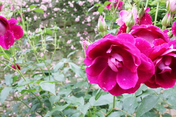 赤紫色の薔薇　バーガンディアイスバーグ