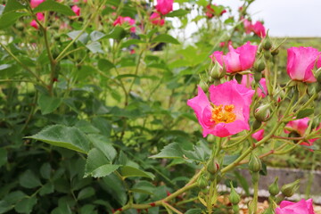 ピンク色の一重の薔薇　マジカルミラクル