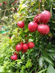 Fresh Lychee Fruit Hanging from Lush Green Branches in Farm Garden