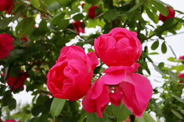 濃い赤ピンク色の薔薇　アンジェラ