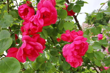 濃い赤ピンク色の薔薇　アンジェラ