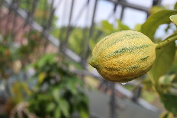 熟しかけのまだ緑色が残るレモンの実