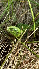 Green lizard close up in the grass