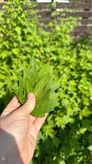 Currant leaves in hand. collected for herbal tea