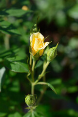 Miniature rose yellow flower bud - Latin name - Rosa Yellow Doll