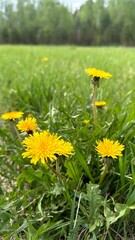 Yellow Dandelions in the Fields