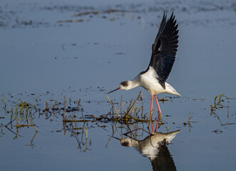 Black winged Stilt  in chilka bird sanctuary in odisha in india in golden light