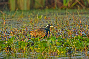 Ducs in chilka bird sanctuary in odisha in india