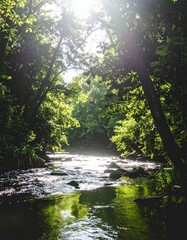 Obraz premium Serene forest landscape with a flowing river and dappled sunlight filtering through lush green leaves. Captures tranquility, nature's beauty, outdoor exploration, and environmental harmony.