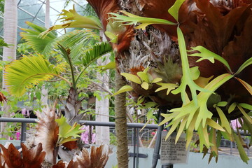 温室のビカクシダ