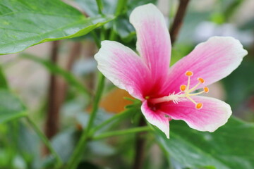 温室のピンクに縁の白いハイビスカス
