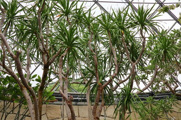 Obraz premium 温室のリュウケツジュ