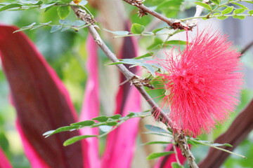 赤いキャリアンドラの花