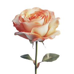 Exquisite peach and cream colored rose blooming isolated against a deep black background