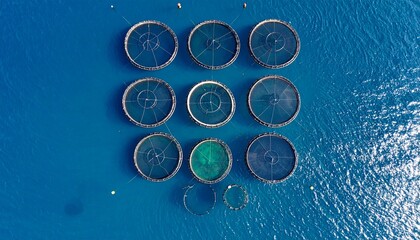 Breeding of sea bream, sea bass and trout