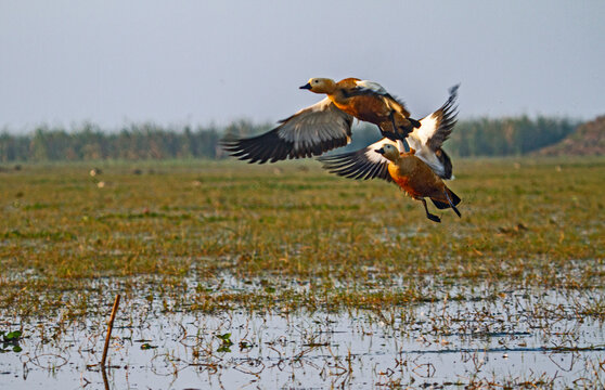 ducks in chilka bird sanctuary in odisha in india in golden light