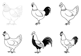 chicken breed line art silhouette set on white background