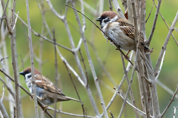 sparrow on a branch
