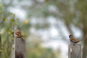 sparrow on a branch