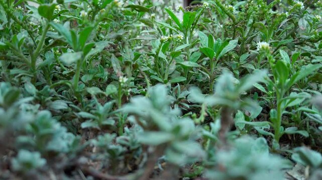 Zoom in shot of green foliages in a garden, outdoor