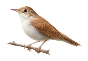 Nightingale perched on branch with alert expression and brown plumage