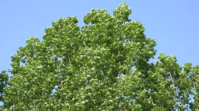 poplar in the wind
