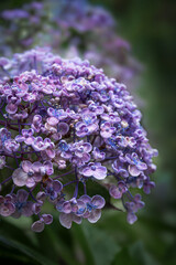 Close-up of purple hydrangea in rain
