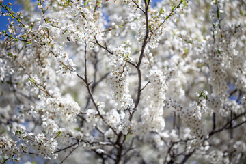 Floral branches stretching across the clear spring sky, inviting a peaceful mood.