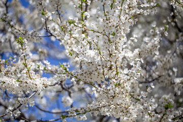 Floral branches stretching across the clear spring sky, inviting a peaceful mood.