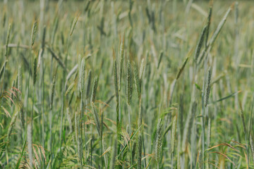 A field of still green rye